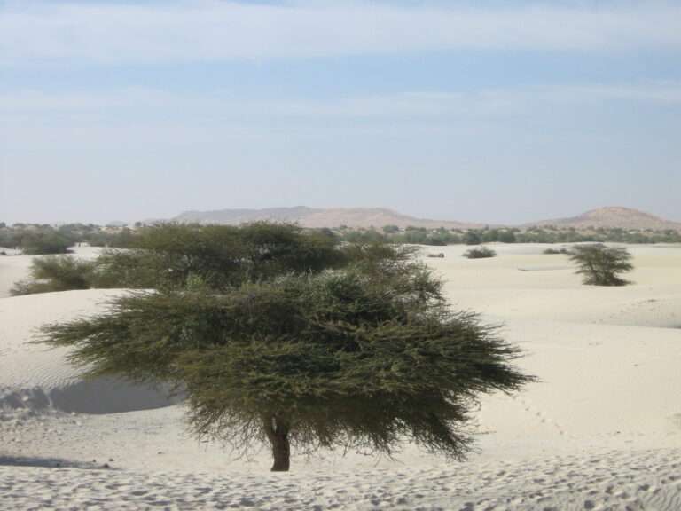 Édition 2007 - photo : Maya Lefebvre.