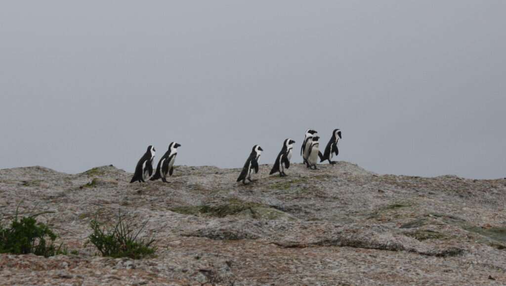 photo-maya_lefebvre-afrs_swaziland_tanzanie-tanzibar (1)