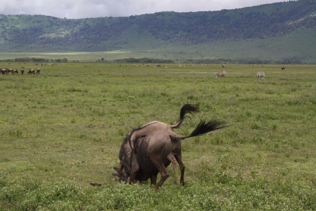 photo-maya_lefebvre-afrs_swaziland_tanzanie-tanzibar (11)