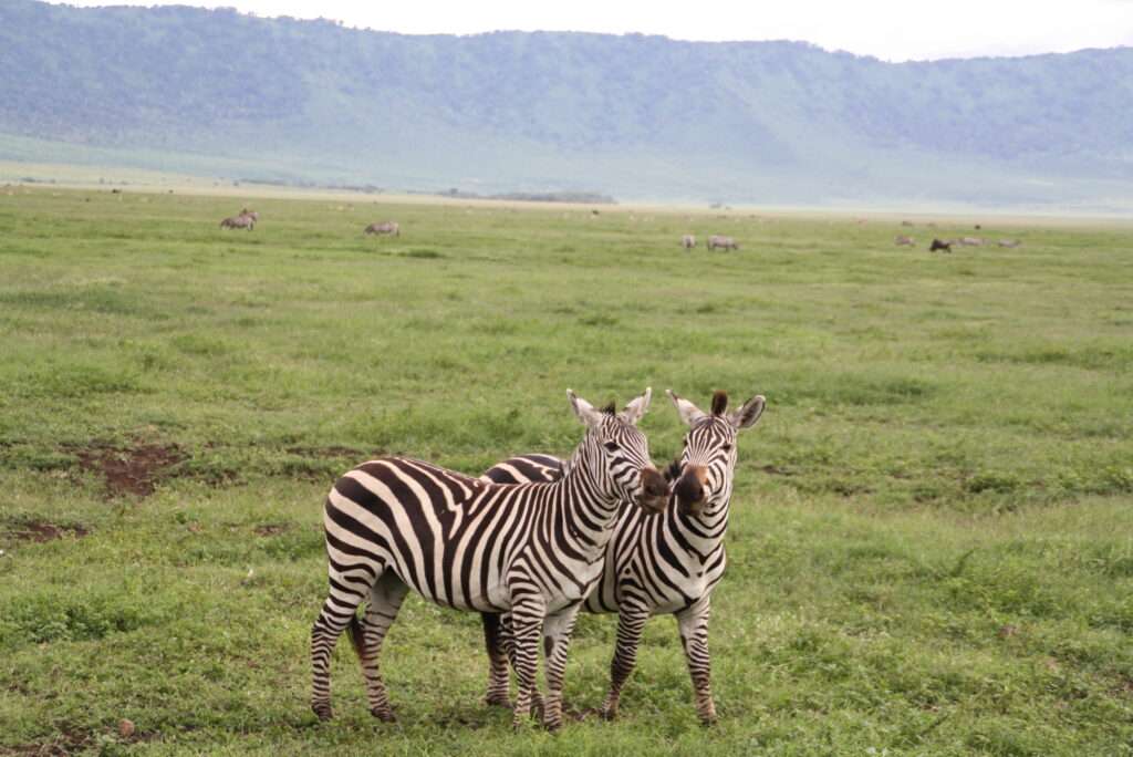 photo-maya_lefebvre-afrs_swaziland_tanzanie-tanzibar (12)
