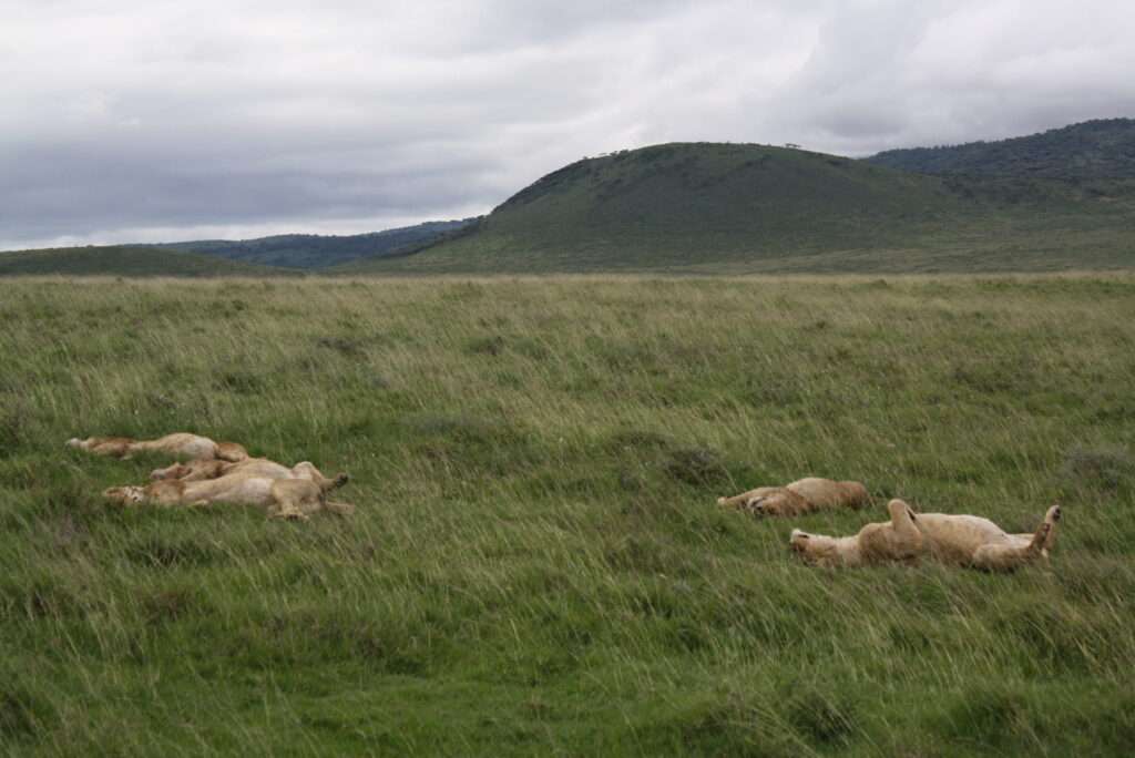 photo-maya_lefebvre-afrs_swaziland_tanzanie-tanzibar (13)