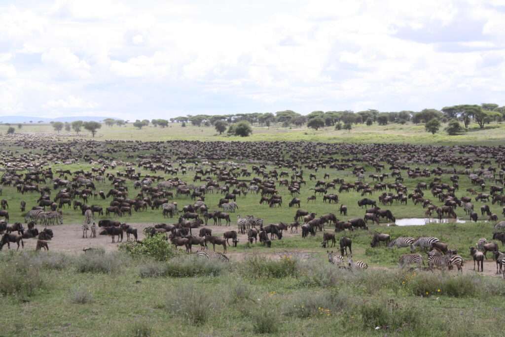 photo-maya_lefebvre-afrs_swaziland_tanzanie-tanzibar (14)