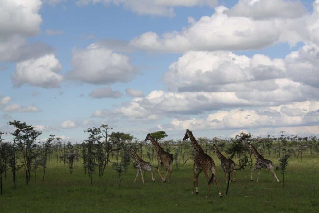 photo-maya_lefebvre-afrs_swaziland_tanzanie-tanzibar (16)