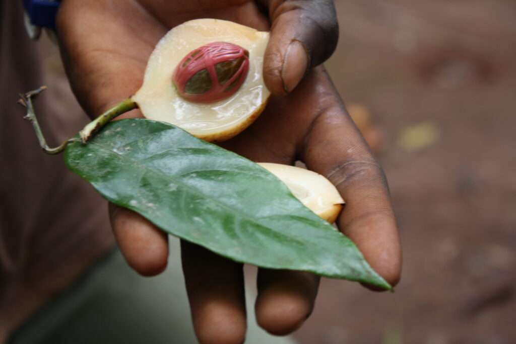 photo-maya_lefebvre-afrs_swaziland_tanzanie-tanzibar (19)