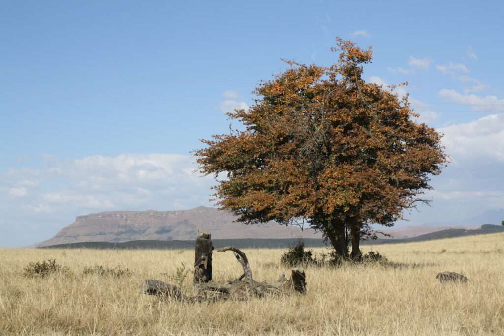 photo-maya_lefebvre-afrs_swaziland_tanzanie-tanzibar (3)