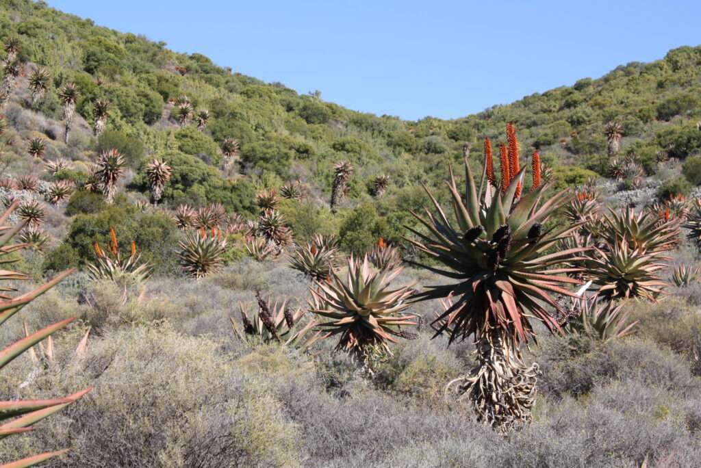 photo-maya_lefebvre-afrs_swaziland_tanzanie-tanzibar (6)