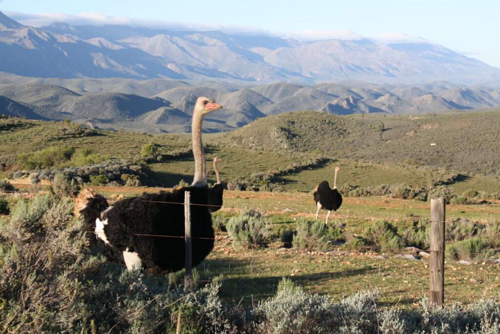 photo-maya_lefebvre-afrs_swaziland_tanzanie-tanzibar (7)