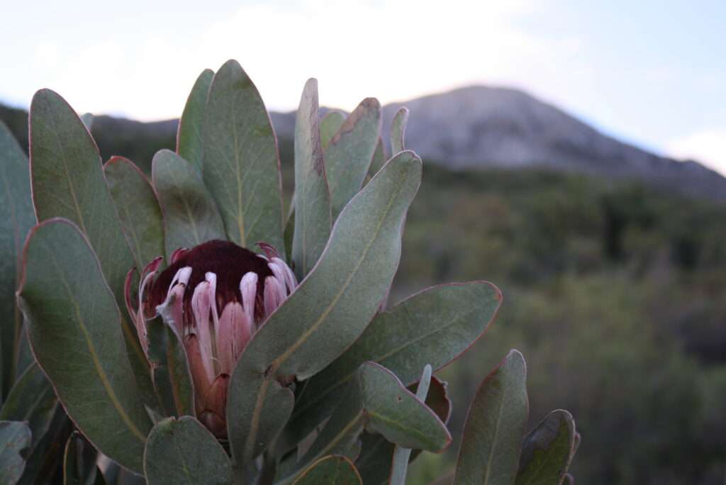 photo-maya_lefebvre-afrs_swaziland_tanzanie-tanzibar (8)